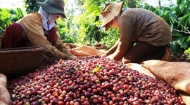 Giá liên tục tăng vào neo ở mức cao, người dân trồng cà phê trúng đậm
