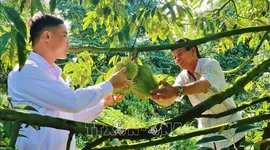 Nông sản “xuất ngoại” bằng đường lớn