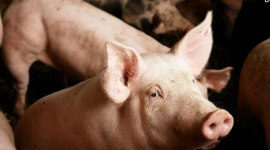 Dabaco báo lỗ kỷ lục hơn 320 tỷ đồng trong quý 1/2023