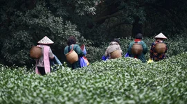 Thời tiết cực đoan đang đe dọa mặt hàng xuất khẩu mang về 2 tỷ USD mỗi năm cho Trung Quốc