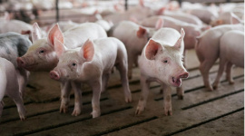 Ngành chăn nuôi lợn tại Mỹ cực kỳ khó khăn dưới ảnh hưởng của căng thẳng Mỹ - Trung