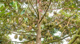 Nông sản phổ biến của Việt Nam trở thành mặt hàng "hot hàng đầu" trong lòng người Trung Quốc