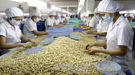 Xuất khẩu hạt điều đã bước qua giai đoạn tăng trưởng thấp?