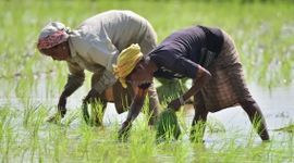 Giá gạo tăng phi mã, chính phủ Thái Lan bất ngờ yêu cầu nông dân hạn chế trồng lúa vì lý do này