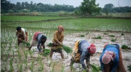 3 nước ASEAN bị ảnh hưởng nặng bởi lệnh cấm của Ấn Độ, chuyên gia cảnh báo thị trường hỗn loạn