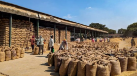 Vượt Trung Quốc, một quốc gia Đông Nam Á trở thành khách hàng lớn thứ 2 của gạo Việt, xuất khẩu tăng đột biến gần 1.000%