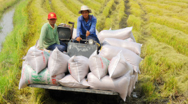 Chủ thể tham gia liên kết lúa gạo được vay vốn giảm 1% so với lãi suất thông thường