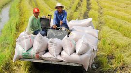 Chủ thể tham gia liên kết lúa gạo được vay vốn giảm 1% so với lãi suất thông thường