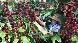 Sau khi lập kỷ lục với hơn 5 tỷ USD, xuất khẩu cà phê đối mặt nhiều khó khăn