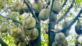 Có lo sầu riêng bị “ế hàng dội chợ”?