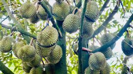 Có lo sầu riêng bị “ế hàng dội chợ”?