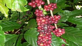 Giá cà phê đang đi ngược với thông lệ thị trường hằng năm