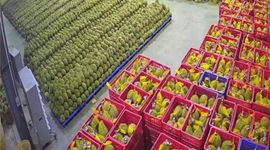 Vì sao sầu riêng Việt Nam bán thấp hơn Thái Lan gần 1.000 USD/tấn tại thị trường Trung Quốc?