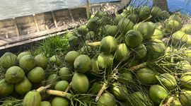 Ngành dừa kỳ vọng xuất khẩu vượt mốc 1 tỷ USD trong năm 2024