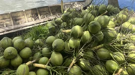 Ngành dừa kỳ vọng xuất khẩu vượt mốc 1 tỷ USD trong năm 2024