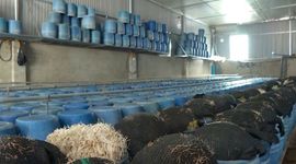 Bách hóa Xanh nói gì về việc giá đỗ ngâm hóa chất được bán tại các cửa hàng ở Đắk Lắk?