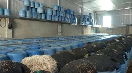 Bách hóa Xanh nói gì về việc giá đỗ ngâm hóa chất được bán tại các cửa hàng ở Đắk Lắk?