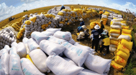 Xuất hiện 1 "cá mập" mua gạo Việt với giá hơn 1.000 USD/tấn: Soán ngôi Trung Quốc trở thành khách hàng lớn thứ 2, nhập khẩu tăng hơn 16.000%