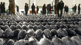 Việt Nam sở hữu bảo bối dưới nước được phương Tây cực "thèm khát": xuất khẩu tăng phi mã, nằm trong top 3 "ông trùm" thế giới