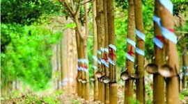 Cao su Cường Thịnh đưa dư nợ trái phiếu về zero, dù báo lỗ liên tục