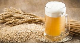 Doanh nghiệp đầu tiên sản xuất malt bia tại Việt Nam báo lỗ năm thứ 4 liên tiếp