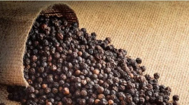 Giá hồ tiêu tăng mạnh, xuất khẩu sang nhiều thị trường tăng gấp đôi