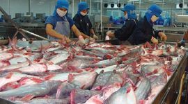 Giá xuất khẩu cá tra dự báo tăng khoảng 10% trong nửa cuối năm nay