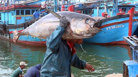 Cần "gỡ vướng" cho doanh nghiệp xuất khẩu cá ngừ