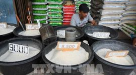 Thiếu gạo, Indonesia tìm cách đa dạng hoá nguồn lương thực