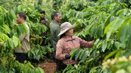 Nông nghiệp tái sinh giúp tăng năng suất cây trồng và giảm phát thải khí nhà kính