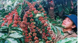 Xuất khẩu cà phê đã mang về hơn 3 tỷ USD sau nửa năm