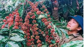 Xuất khẩu cà phê đã mang về hơn 3 tỷ USD sau nửa năm