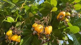 Xuất khẩu điều nhân tăng trưởng tốt nhưng nhiều nhà máy kinh doanh kém hiệu quả