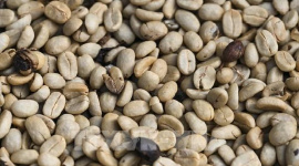 Những “cơn gió ngược” cho thị trường cà phê châu Âu