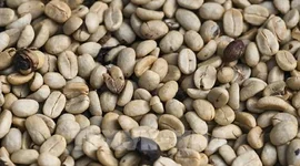 Những “cơn gió ngược” cho thị trường cà phê châu Âu
