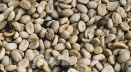 Những “cơn gió ngược” cho thị trường cà phê châu Âu