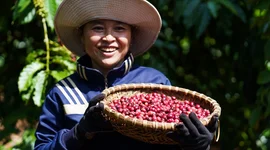 Nguồn cung khan hiếm giúp một nông sản chiến lược của Việt Nam liên tiếp xô đổ các đỉnh giá cũ