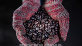 Trung Quốc: Nhu cầu gia tăng thúc đẩy hoạt động nhập khẩu cà phê