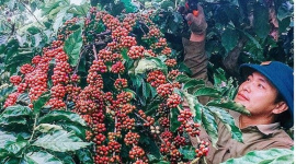 Chiến lược nào để ngành cà phê Việt Nam phát triển bền vững?