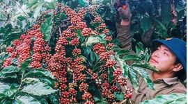 Chiến lược nào để ngành cà phê Việt Nam phát triển bền vững?