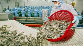 Thông tin tích cực về nền kinh tế Mỹ có giúp xuất khẩu tôm Việt khả quan hơn?