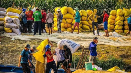 Thiếu vốn, doanh nghiệp xuất khẩu gạo luôn “bán trước, mua sau”