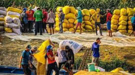 Thiếu vốn, doanh nghiệp xuất khẩu gạo luôn “bán trước, mua sau”