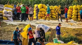 Thiếu vốn, doanh nghiệp xuất khẩu gạo luôn “bán trước, mua sau”