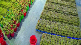 Xuất khẩu sầu riêng đông lạnh vào Trung Quốc, cuộc đua “tam mã” giữa Việt Nam, Thái Lan và Malaysia
