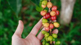 Không có thông tin chính xác về diện tích cà phê trên cả nước