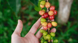 Không có thông tin chính xác về diện tích cà phê trên cả nước