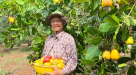 Nông dân chặt bỏ điều trồng sầu riêng có đáng lo ngại?