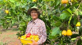 Nông dân chặt bỏ điều trồng sầu riêng có đáng lo ngại?