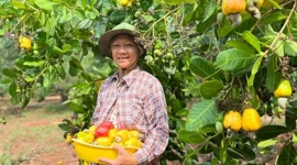 Nông dân chặt bỏ điều trồng sầu riêng có đáng lo ngại?